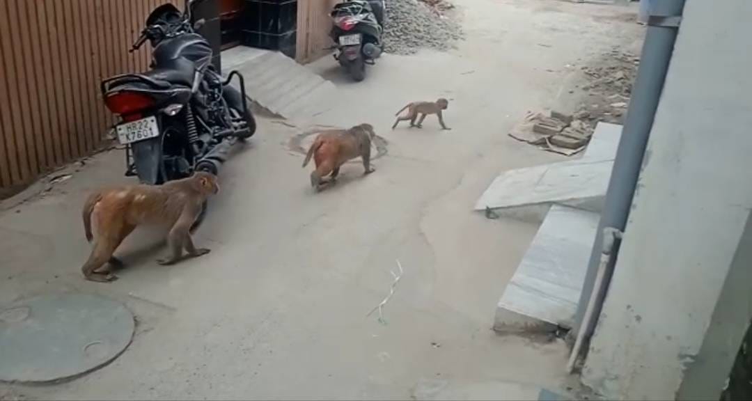 The agency left the work of catching monkeys from the city in the middle