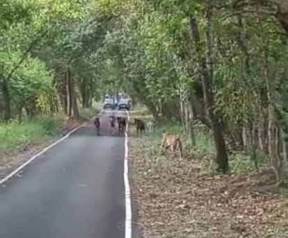 Video of tiger attacking stray animals in the forest goes viral