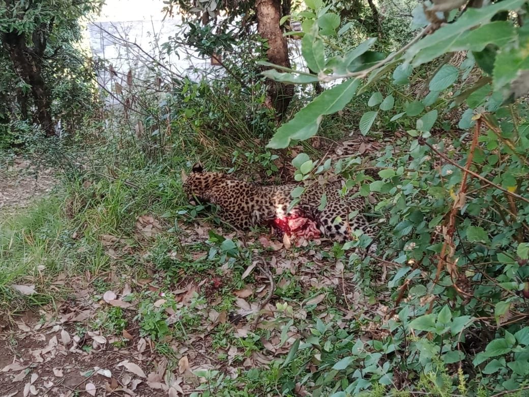 female leopard died in mutual conflict