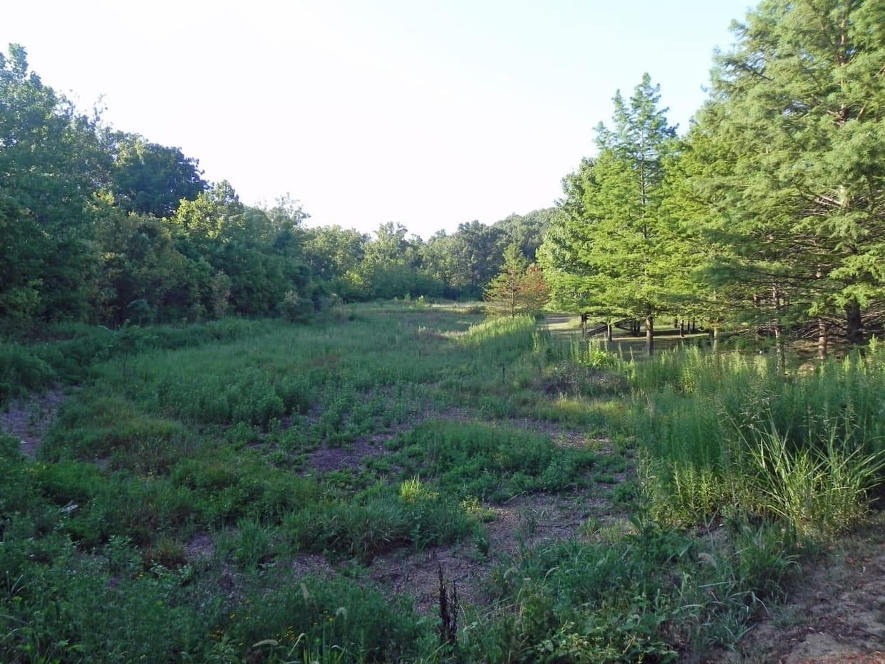 Forest ponds dried up, animals wandering for water