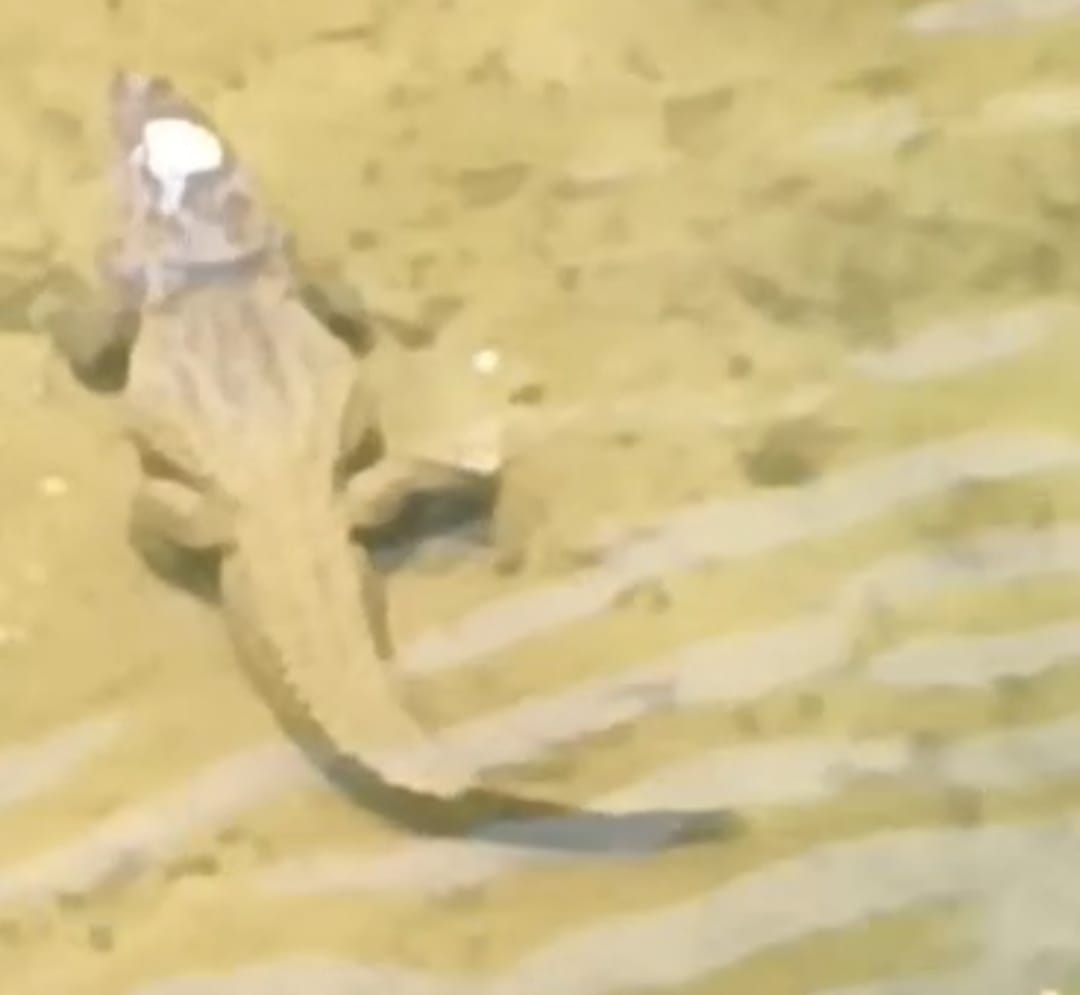 Crocodile seen in Ramganga river
