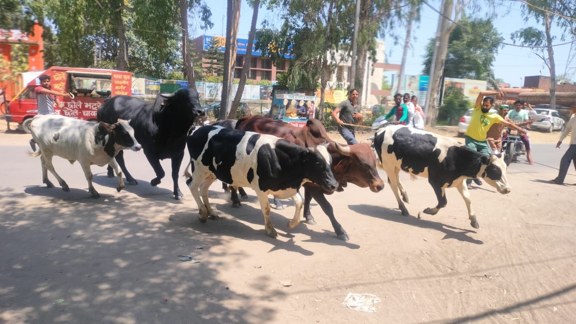 Activists of Bhakiyu Apolitical left destitute cattle in the block office