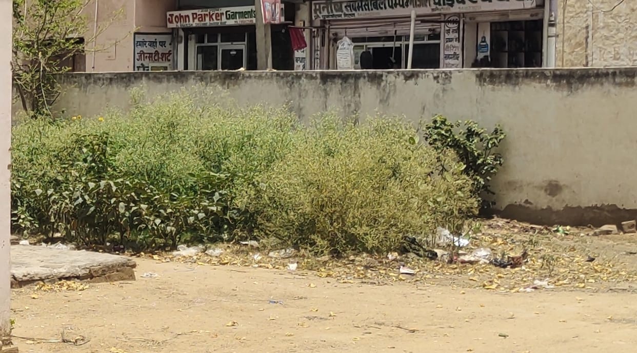 Carrot grass growing continuously in Satnali