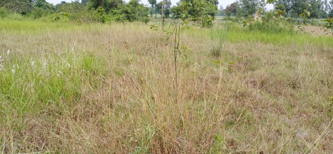 Lakhs of saplings were planted but there was no greenery