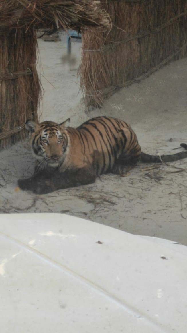 10 hours of panic: courtyard-courtyard tigress, people on the roofs, death was standing on a jump
