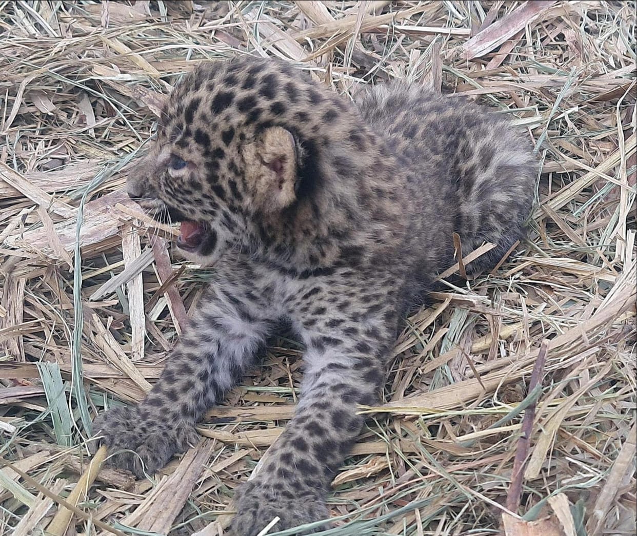Panic due to the appearance of heifers and cubs in the field