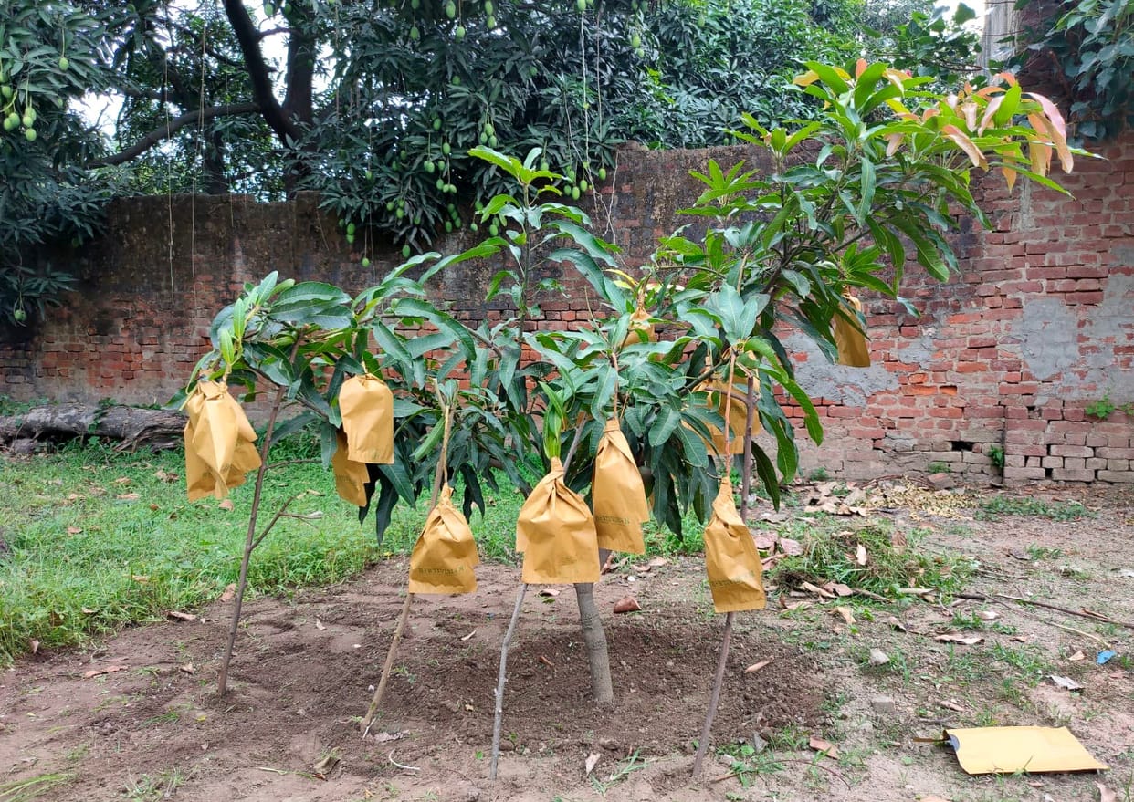Gardeners will get fruit cover on subsidy, quality of mangoes will improve