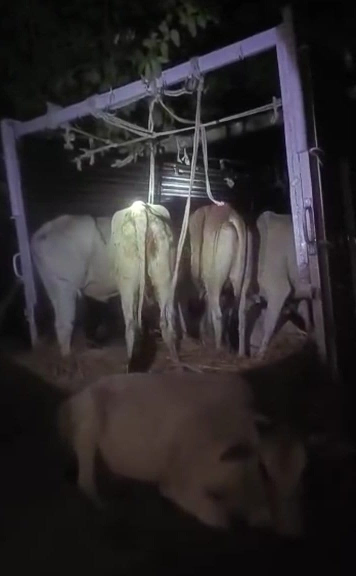 27 bovines loaded on truck recovered for smuggling, accused goes to jail