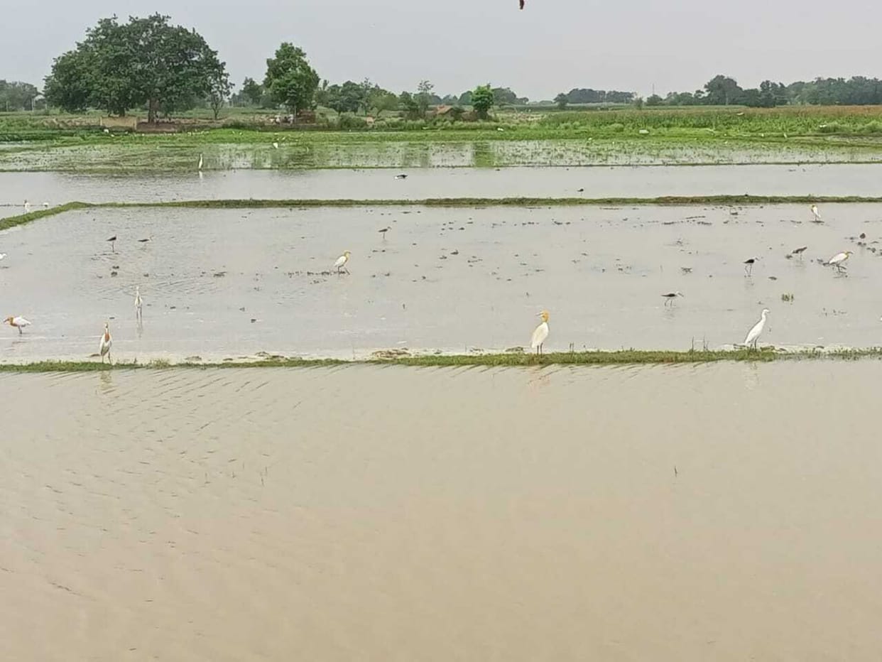 180 bigha crop drowned due to cutting of Rajbaha track