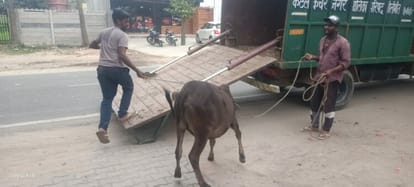 16 loose animals caught from Tanakpur Road