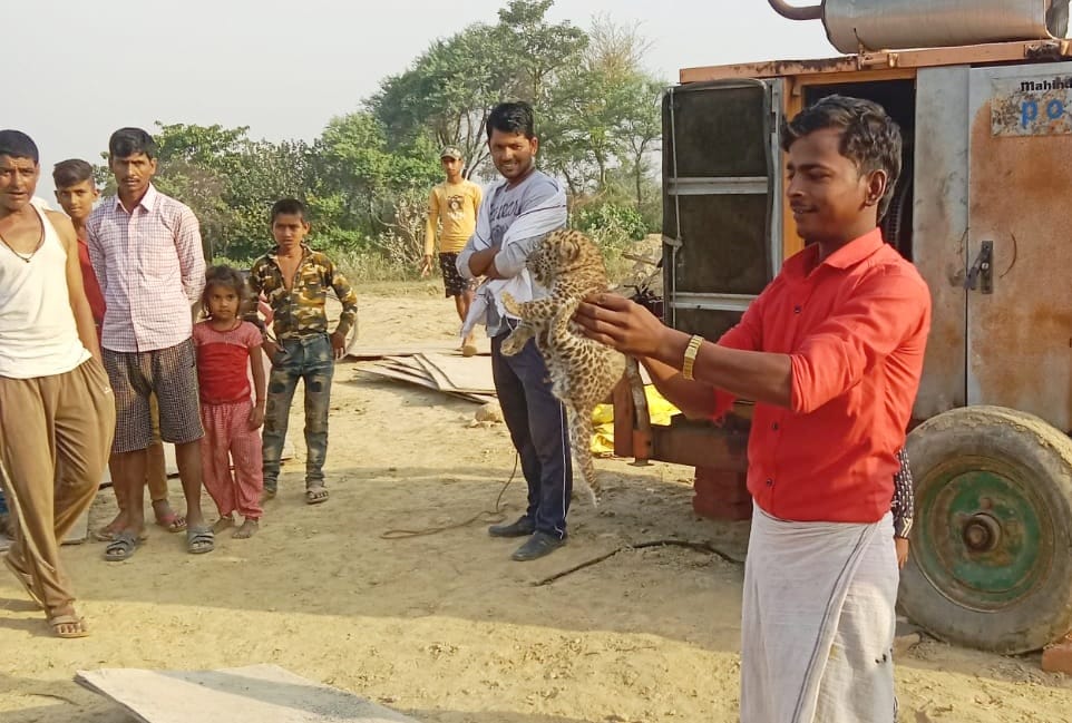 Leopard cub found in Atarpari village