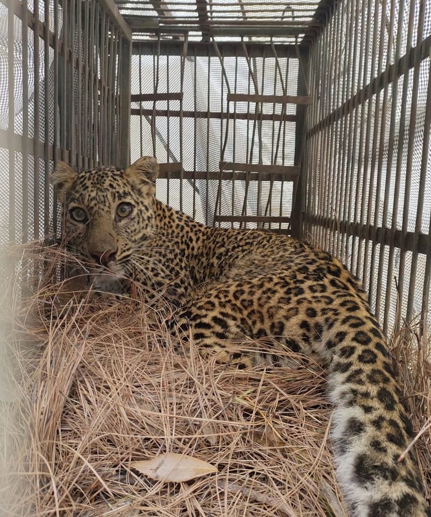 Leopard imprisoned in cage in Jakhani Upreti of Gangolihat Pithoragarh