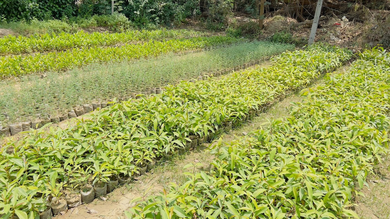 This time the forest department will increase greenery by planting 10 lakh saplings