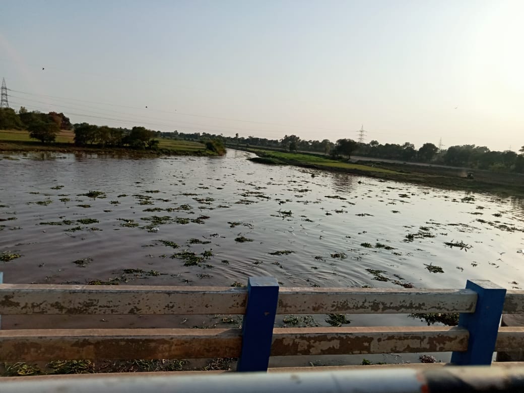 Water hyacinth came in Otu lake, danger of breaking the dam of Ghaggar river, water released towards Rajasthan
