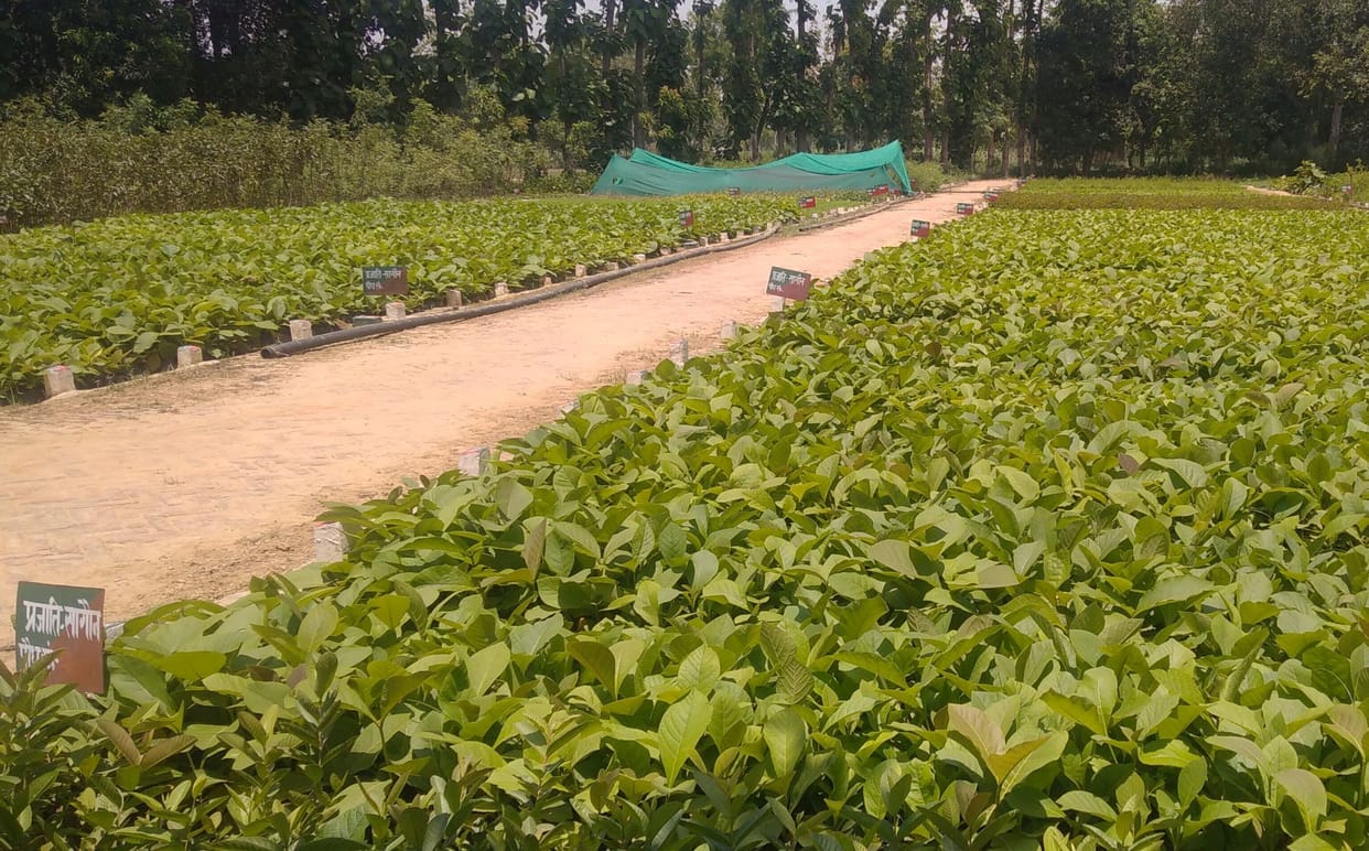 forest area