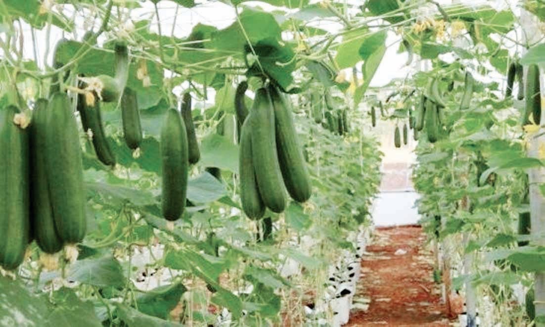 Vegetables will be saved from rotting by stacking method, profit will increase with yield