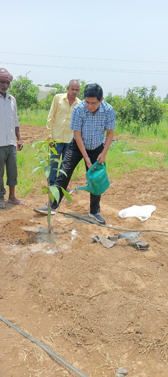 New variety of mango imported from Bangalore