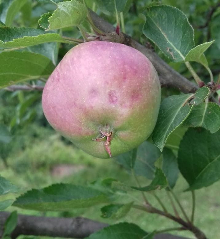 Apple crop destroyed by hailstorm