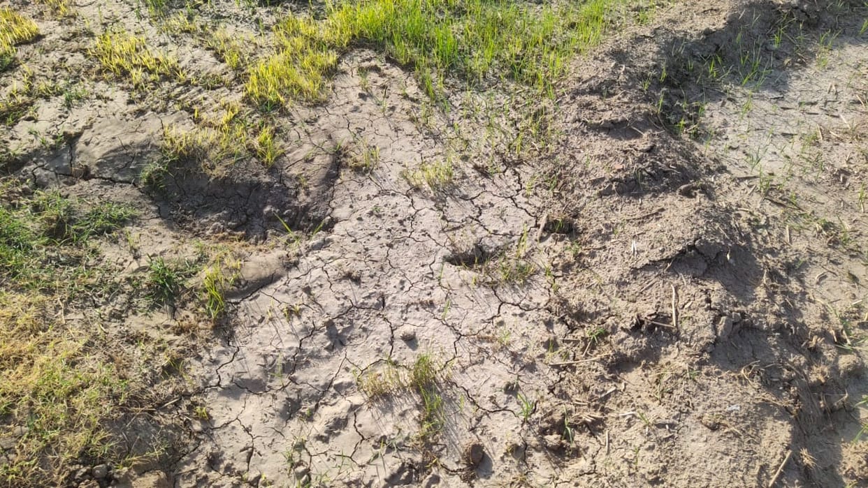 Even after 10 days of storm, electricity supply stopped in the fields of Ahmedpur and Mirpur, crops started drying
