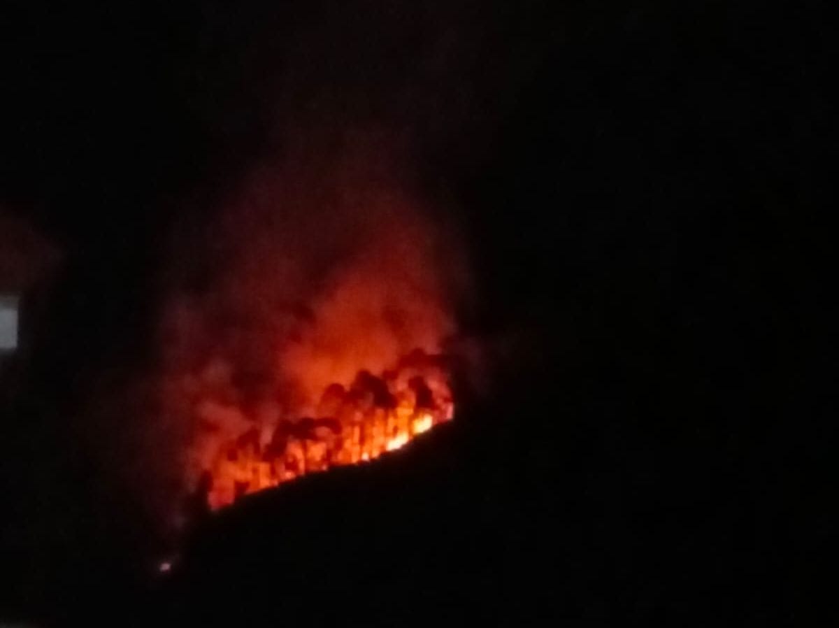 Pithoragarh News: Fire in Ganai Gangoli and Thal forests 83.90 hectares of forest area damaged in 79 incidents
