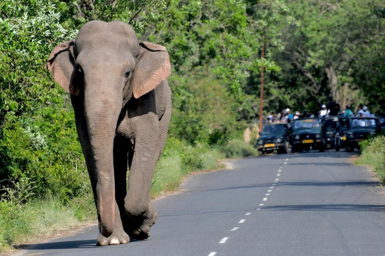 Gajraj's intoxicating trick wooed the tourists