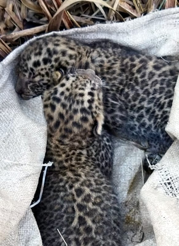 Panic among people after getting Guldar's cub