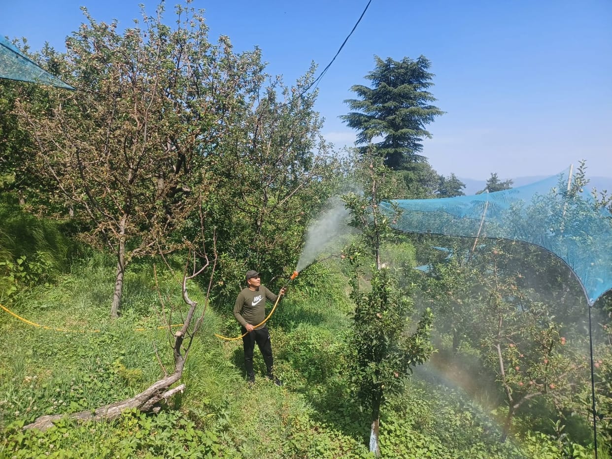 Spray started in apple orchards