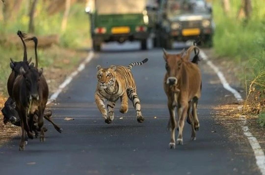 Tigers getting lazy: Tigers leaving the forest in search of easy prey and reaching villages