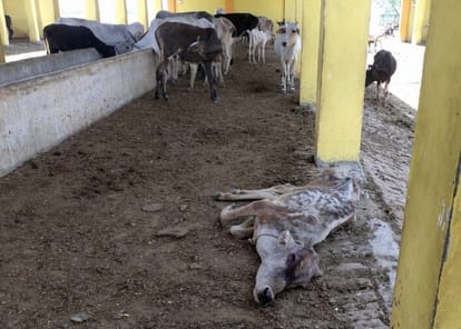 Budaun News: कुरखेड़ा में भूख-प्यास से दो गाय मरीं, ट्रैक्टर से घसीटकर फेंके शव Two cows died of hunger and thirst in Kurkheda, bodies were dragged from the tractor