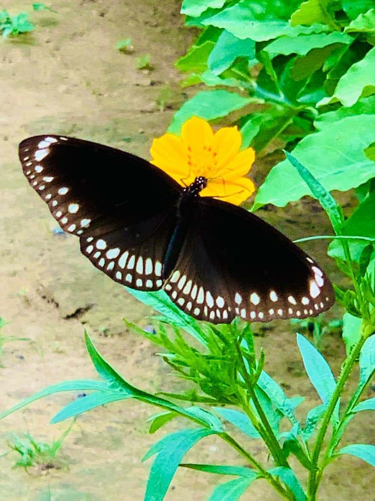 Lviv students will do research on butterflies and frogs in Dudhwa