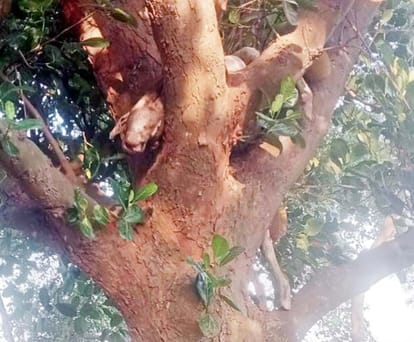 Leopard killed calf in Khutar, ran away after making noise