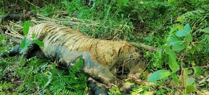 What kind of monitoring, the body of the tiger was not found for eight days