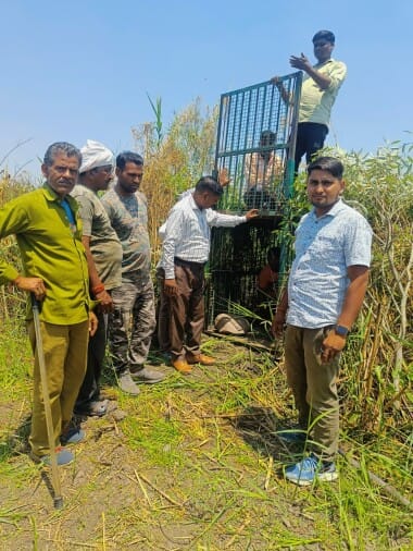 Farmers surrounded the tiger with tractors, quarreled with the forest department team