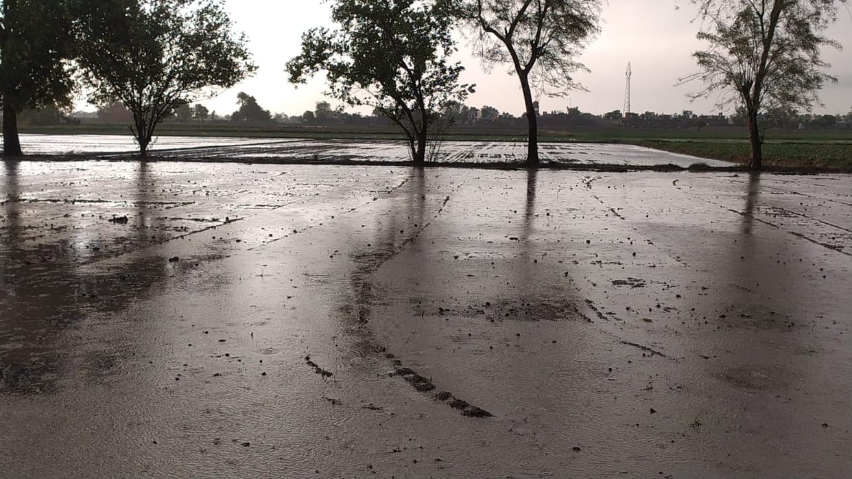 Heat in the day, 39 mm of rain in one hour in the evening, benefits of crops