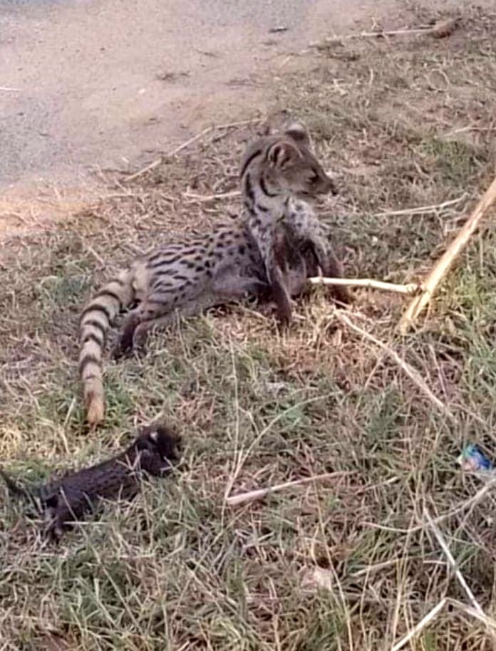 Villagers are scared of leopard's knock, are afraid to go to the fields