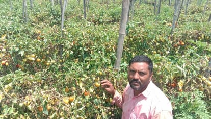 Tomato blight in Balh, 20 percent crop damaged