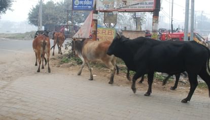 Hathras News: सड़कों पर निराश्रित गोंवशों का राज, खुद चलें संभल कर The rule of destitute cows on the roads, be careful yourself