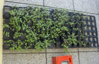 Vertical gardens will be built on the walls of major buildings