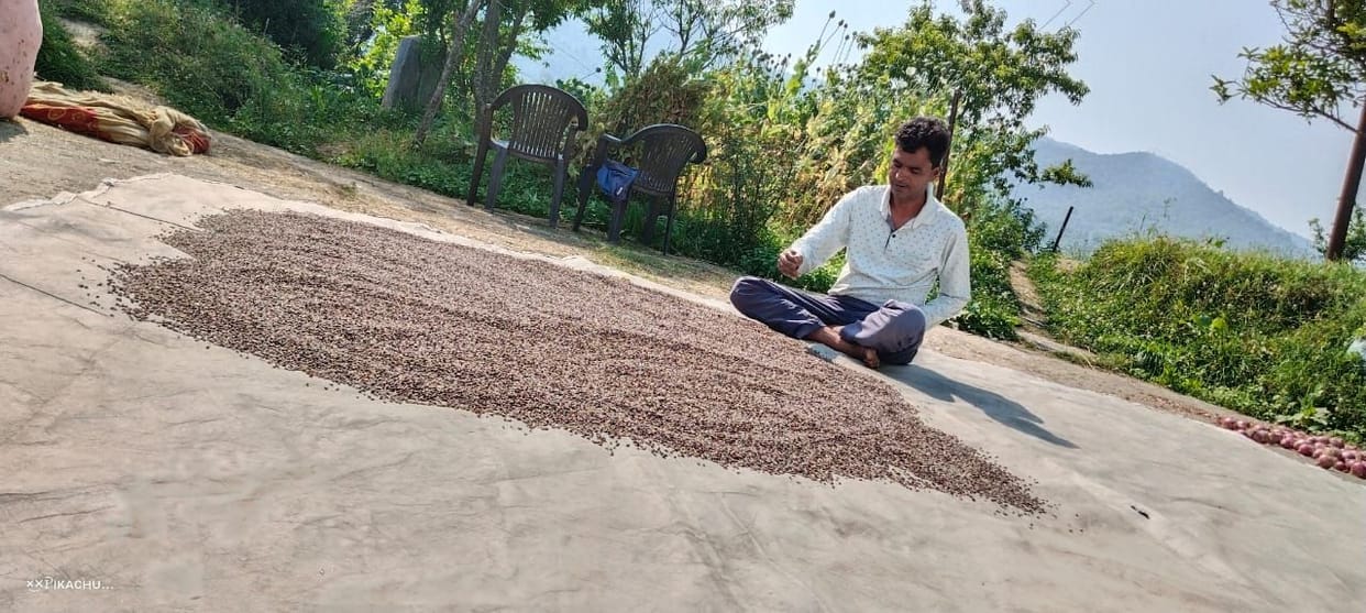 Now black wheat will be produced in Champawat district as well