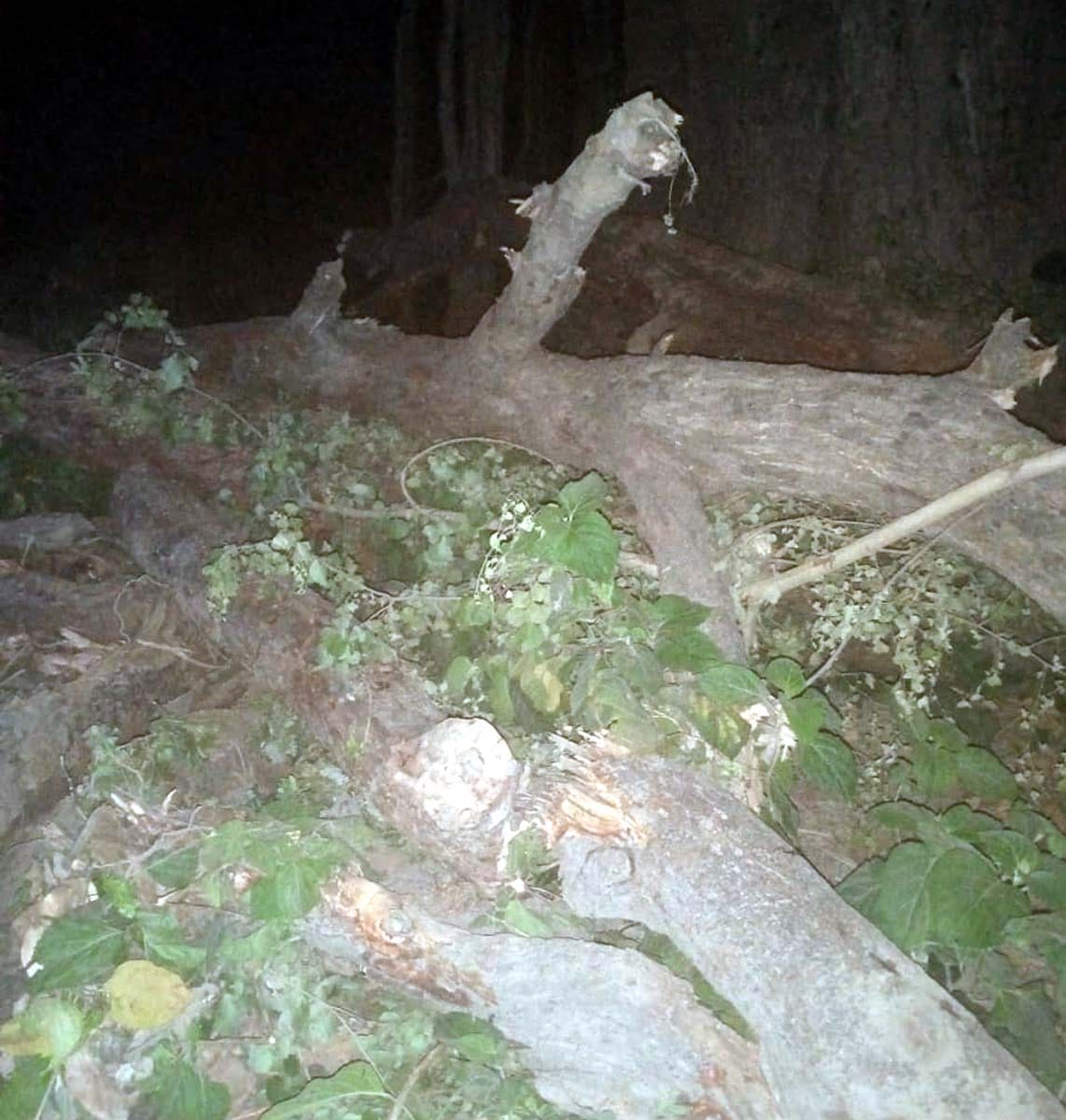 Report on six people including headman for cutting eight trees of gram sabha
