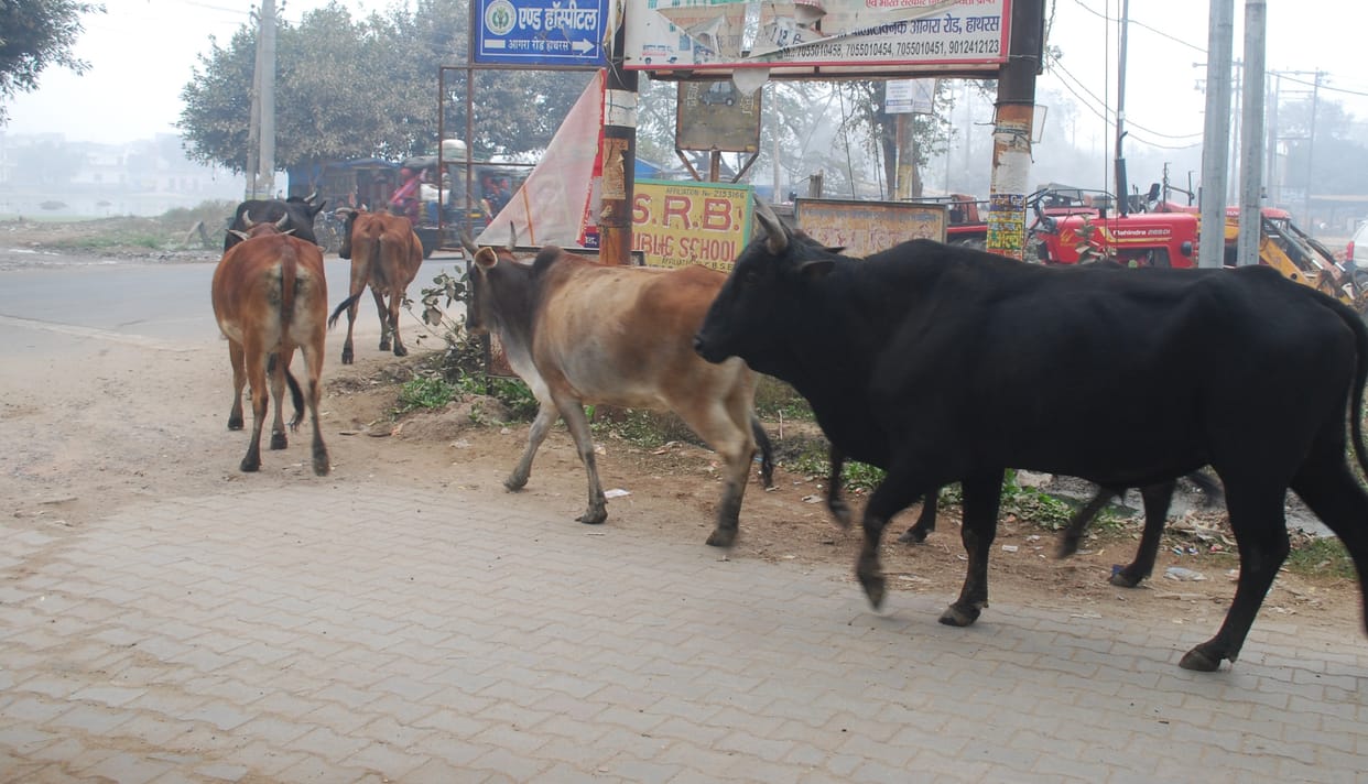The rule of destitute cows on the roads, be careful yourself