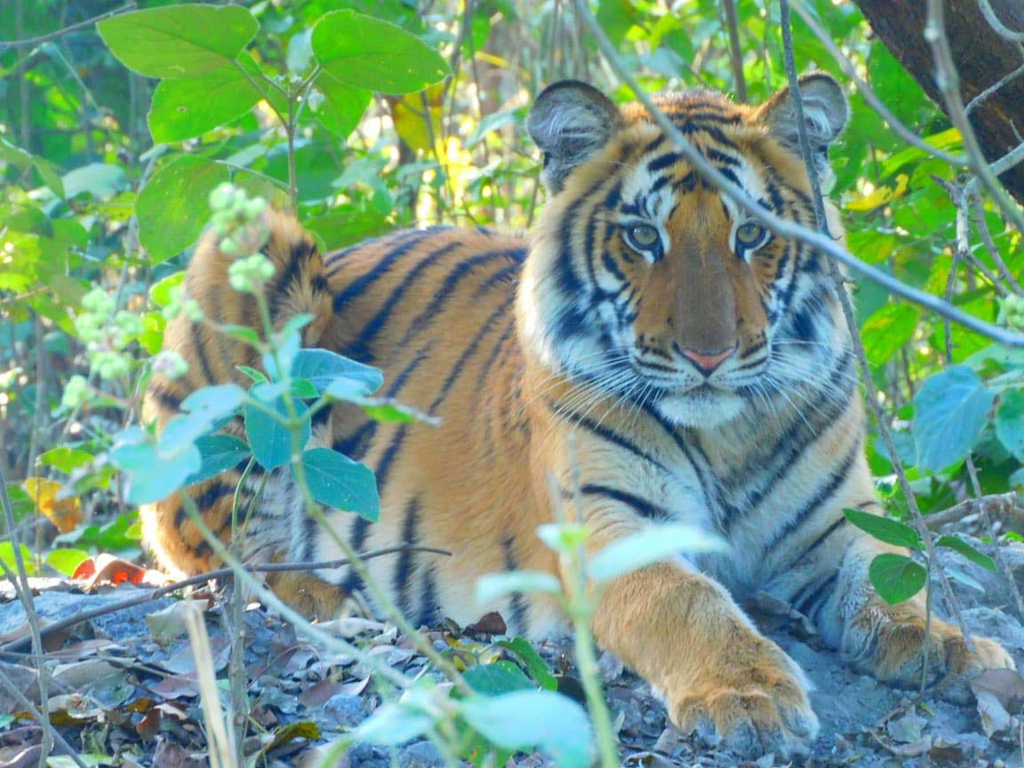 Case of death of three tigers in Dudhwa Subordinates kept on neglecting