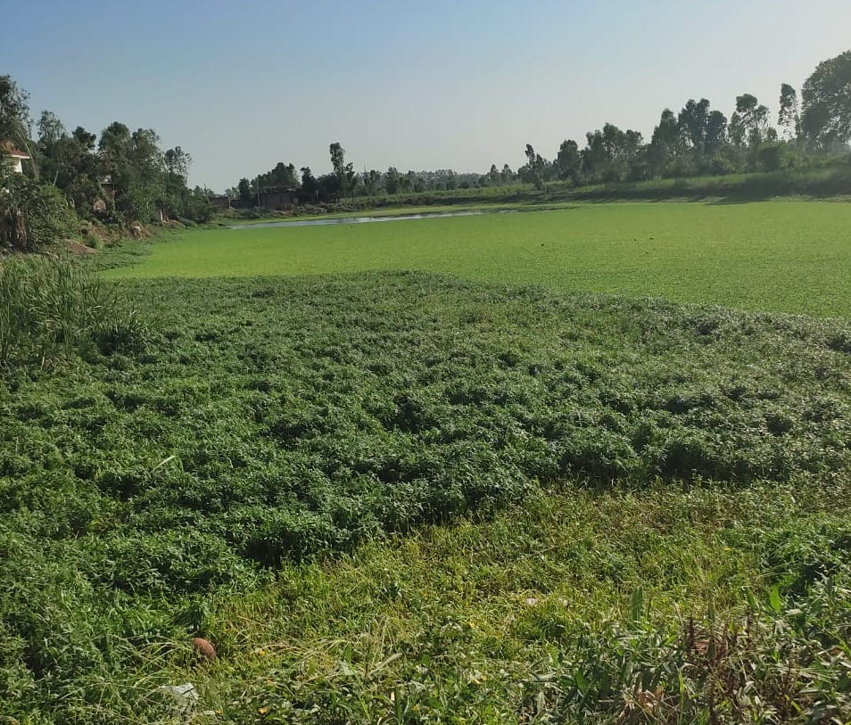 Efforts to restore the Ban river to its original form