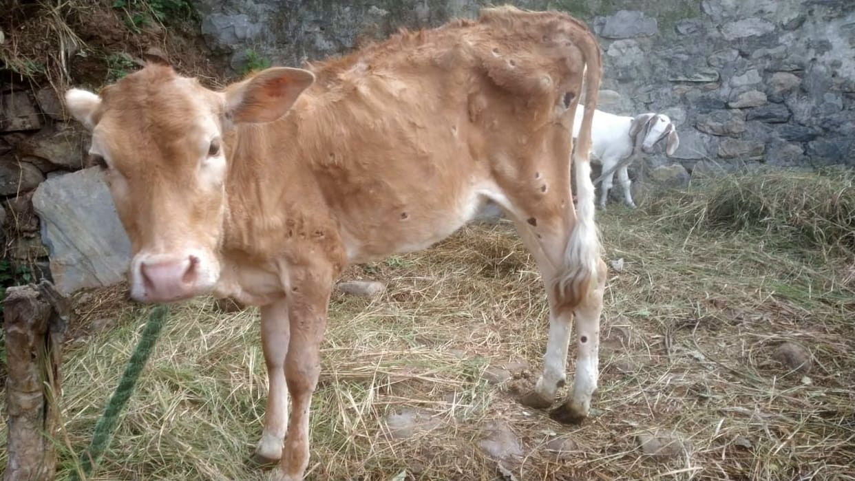 Five cows died due to lumpy disease in Jauljibi