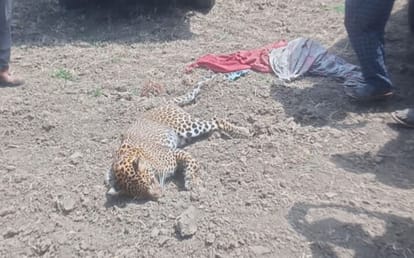 Dead body of leopard found in a field adjacent to forest, panic among officials