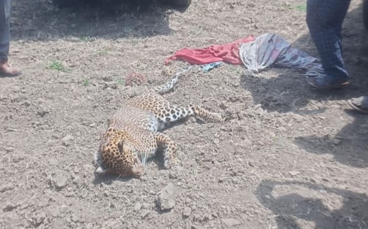 Dead body of leopard found in a field adjacent to forest, panic among officials