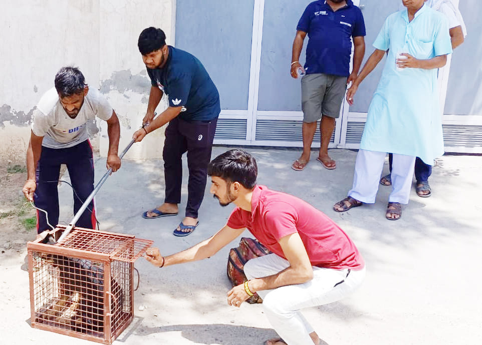 Mad dog bitten 4 people including woman in the city, cow protection team controlled