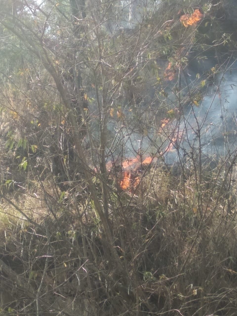 Forest Fire in Bhatroanjkhan