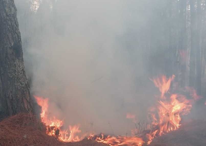 Dawagni: The forest near Reetha Sahib blazed
