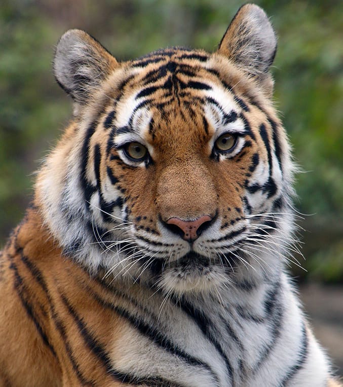 Case of death of tigers in Dudhwa: Along with investigation of reasons, study of changing situation is also necessary